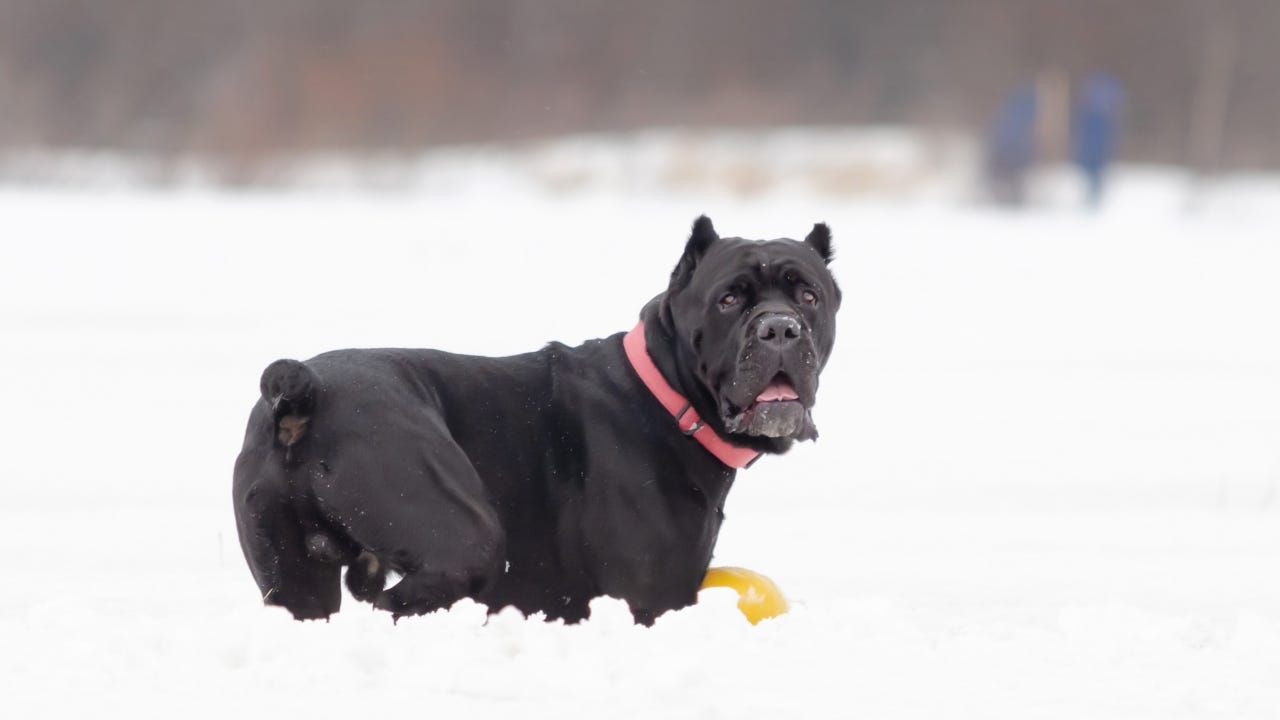 Cane Corso. Young dog plays with toys
