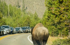 Buffalo Traffic in Yellowstone