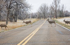 Four deer crossing road