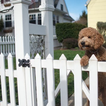 Dog looking out from garden fence on hind legs