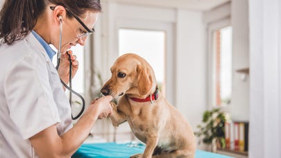 The average veterinarian salary: How much do vets make?