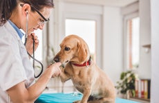 The average veterinarian salary: How much do vets make?