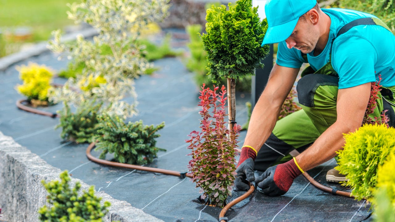 A landscaper installs an irrigation system around plants.