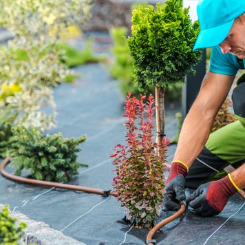 A landscaper installs an irrigation system around plants.