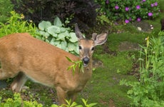 Male deer eating in garden