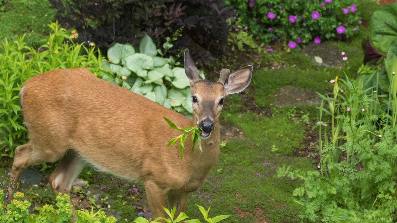 Male deer eating in garden