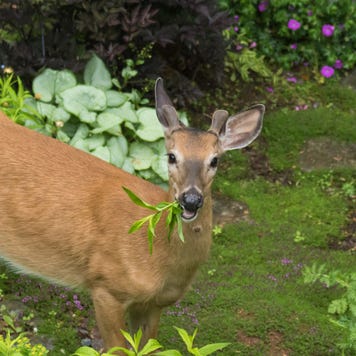 Male deer eating in garden