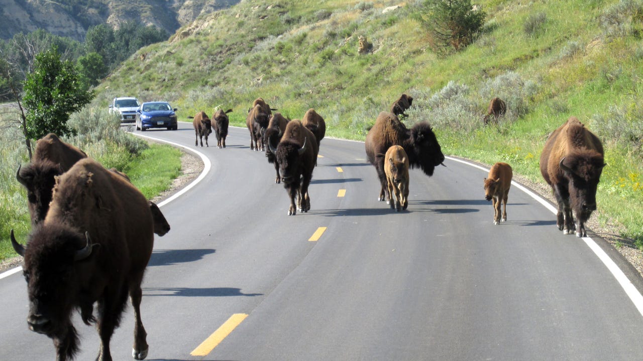 Buffalo herd crossing road in Teddy Roosevelt National Park