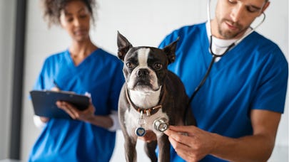 How much does vet school cost?