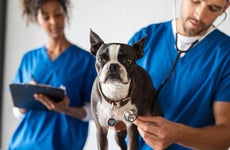 Two veterinarians work with small dog