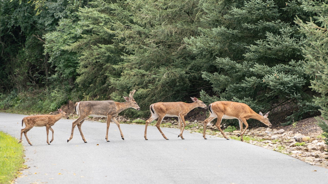 Do Deer Whistles Really Work For Protecting Your Vehicle