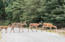 Does liability insurance cover hitting a deer?