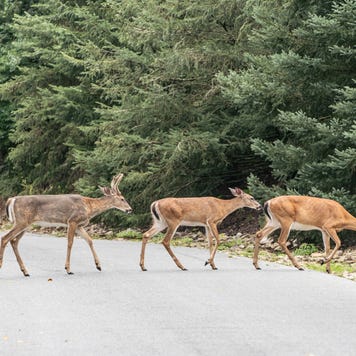 Family white-tailed deer cross road