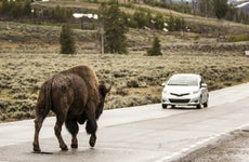 Bison walking towards a car.