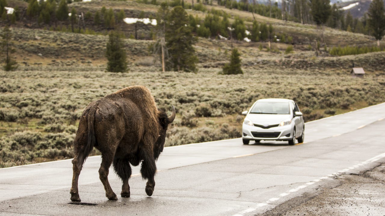 Bison walking towards a car.