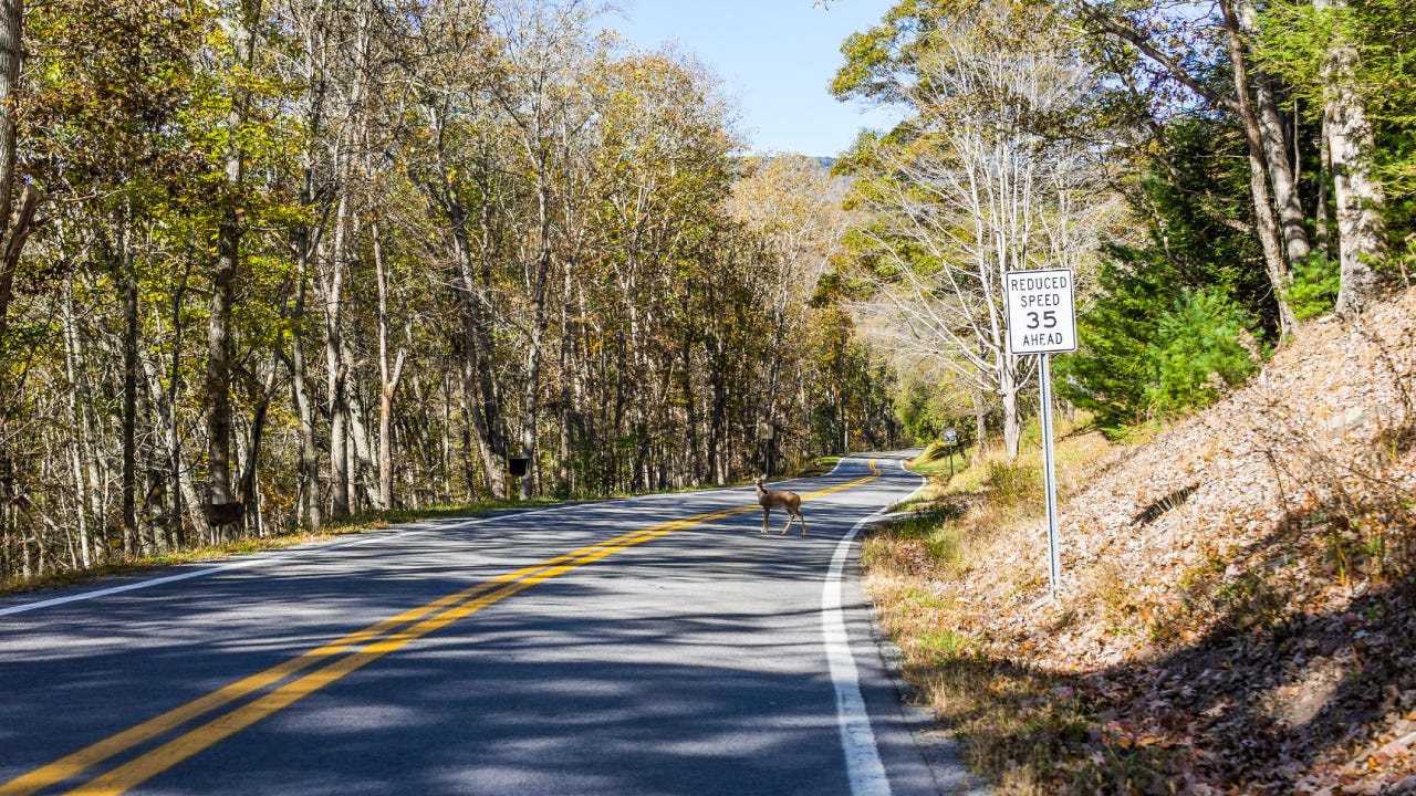 One deer crossing road by forest and speed limit sign in West Virginia mountains standing looking in middle