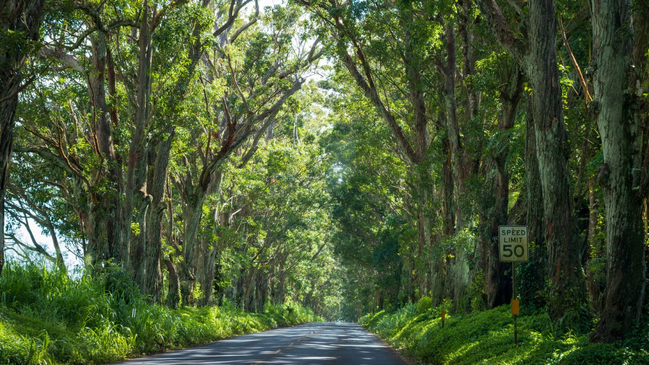 The Tree Tunnel, A Canopy Maliuhi Road By Eucalyptus Trees Creating A Gateway To Kauai South Shore