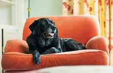 Providing the best life for your senior or disabled pet