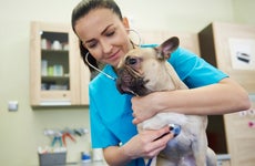Veterinarian uses a stethoscope on a dog