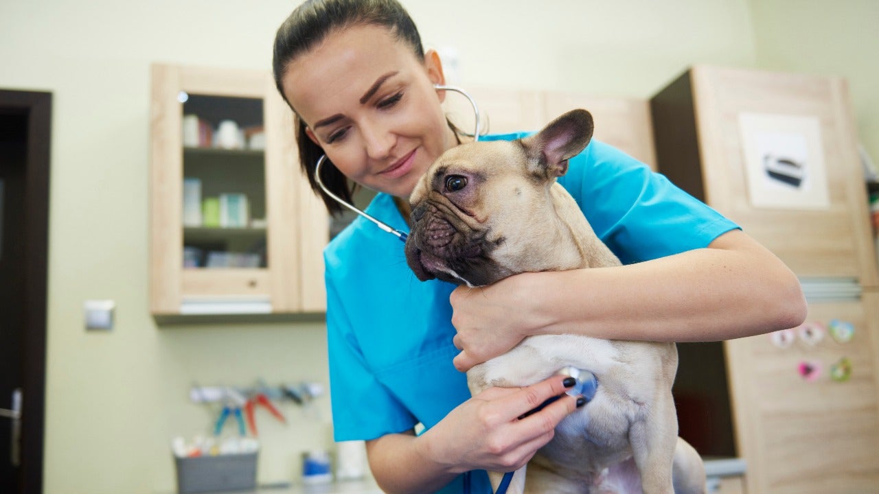 Veterinarian uses a stethoscope on a dog