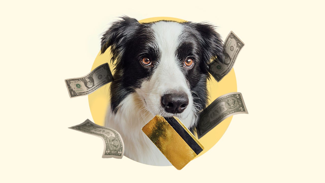 A dog surrounded by floating money