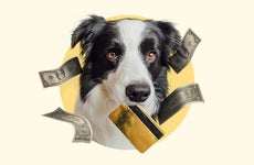 A dog surrounded by floating money