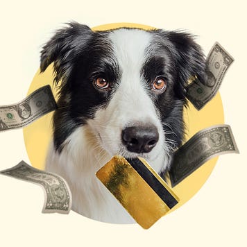 A dog surrounded by floating money
