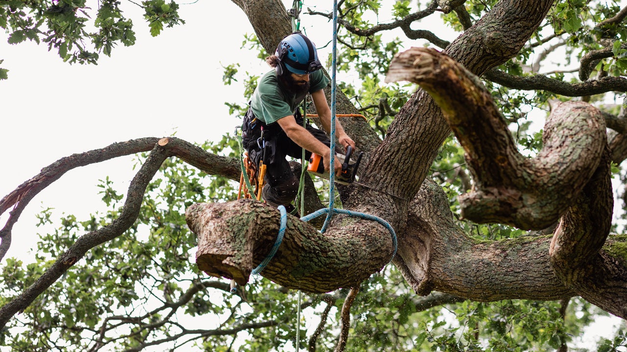 Stump Grinding Spring Hill