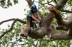 Does homeowners insurance cover tree removal?