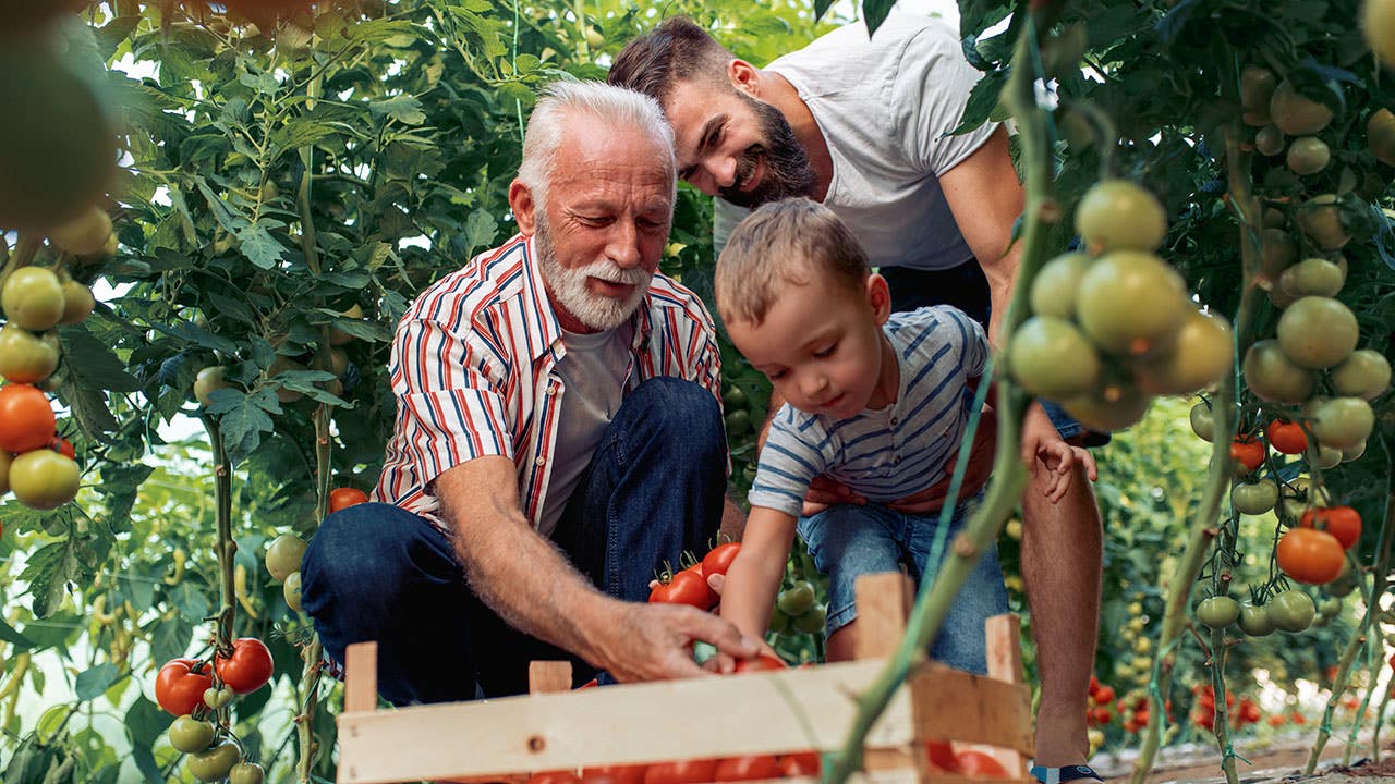 family picking tomatoes in a garden