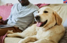 The Cost of Owning a Pet in 2022
