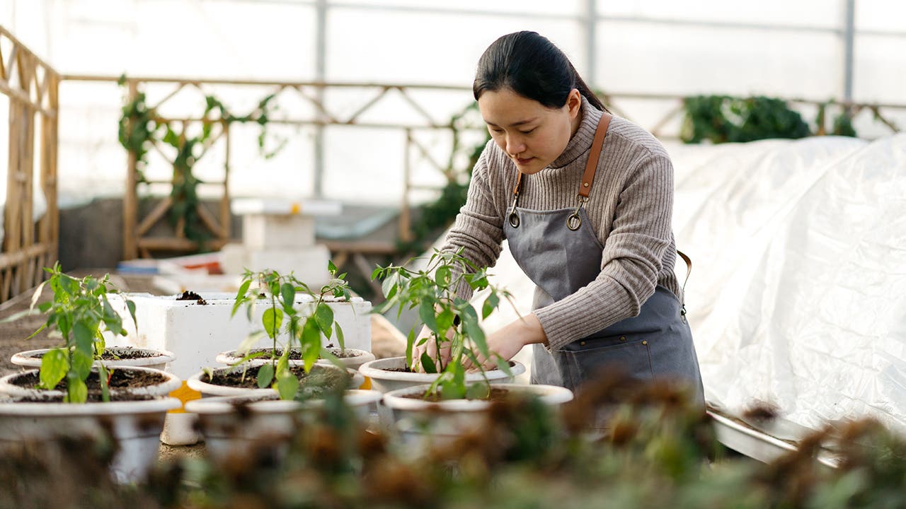 Gardener planting flowers in nursery