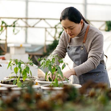 Gardener planting flowers in nursery