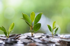 Small plants grow in a bed of coins