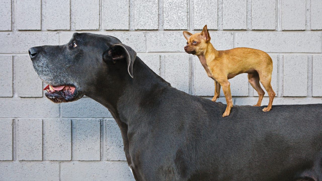 A tiny Chihuahua stands on top of a large Great Dane