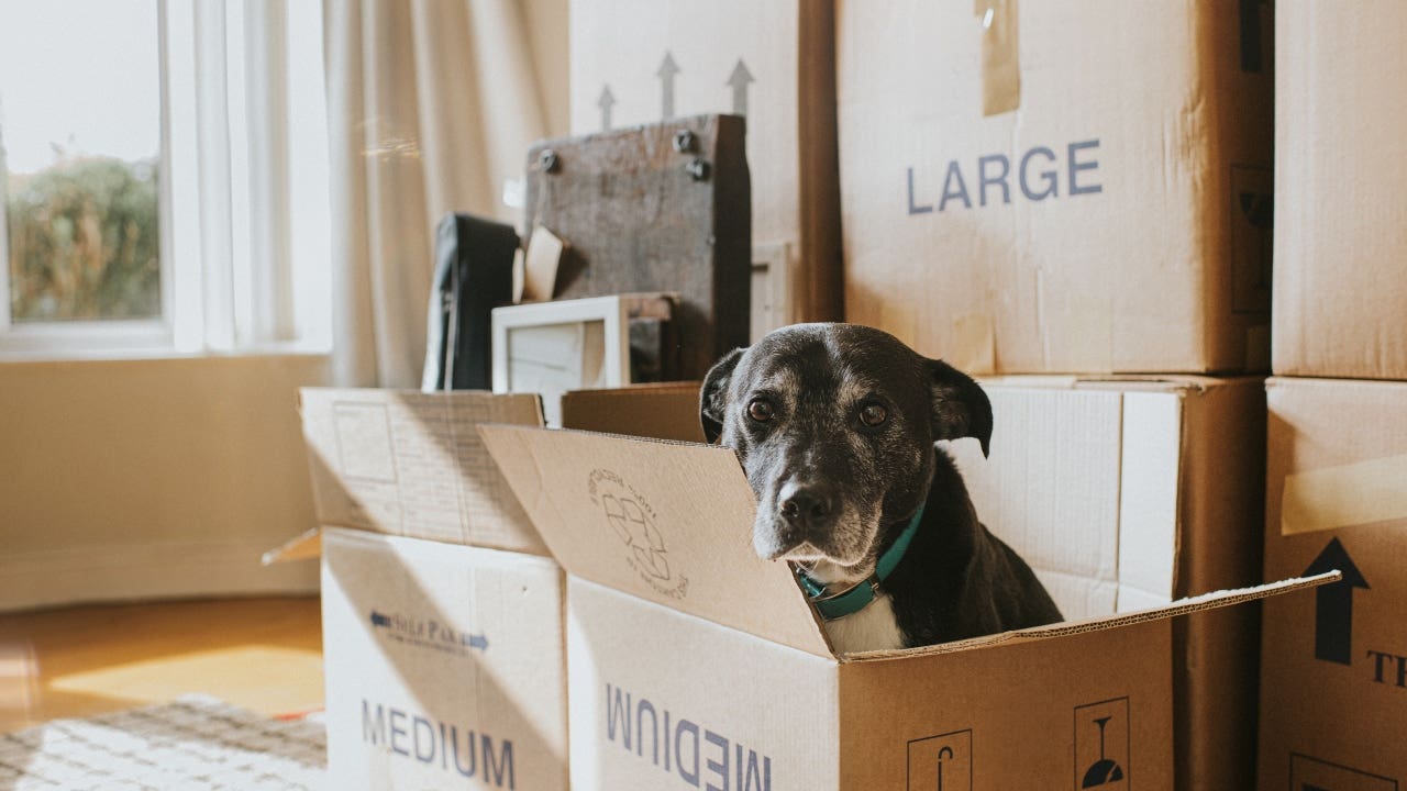 A senior dog with moving boxes