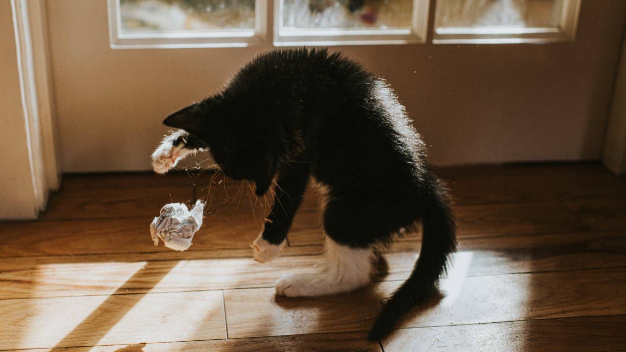 A kitten on a hardwood floor throws a balled up piece of paper into the air