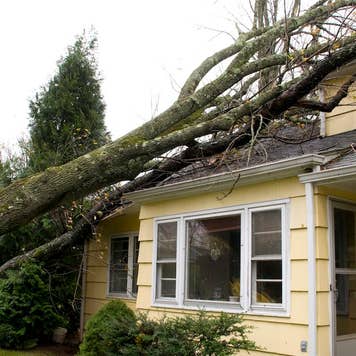 A house with a tree that has fallen onto it