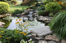 Should you build a backyard pond?