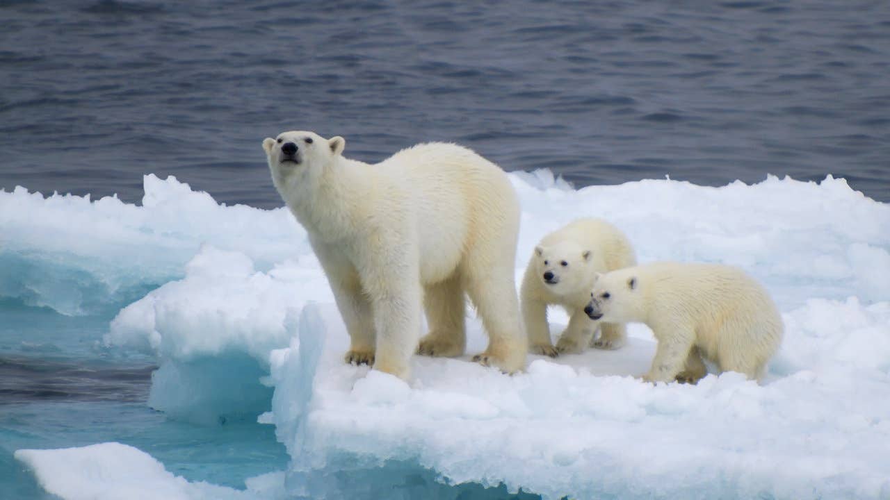 Polar bears on melting ice