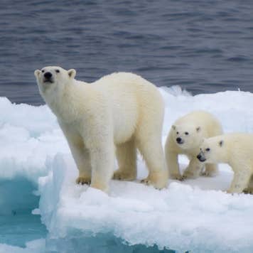 Polar bears on melting ice