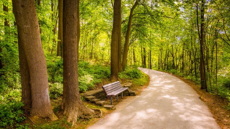Bench along a path through the forest at Centennial Park in Columbia, Maryland 