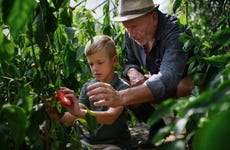 Grandpa with grandson picking vegetables