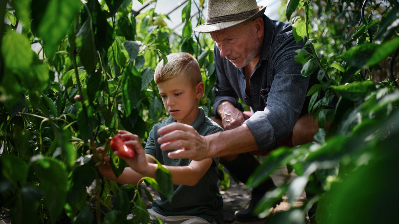 Grandpa with grandson picking vegetables