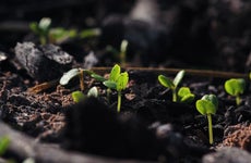 Seedling growing from the ash after wildfire