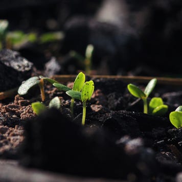 Seedling growing from the ash after wildfire