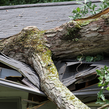 Tree branch damaging roof of house.