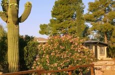 Tucson residence with a large cactus in the yard