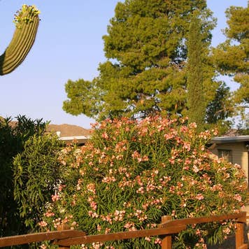 Tucson residence with a large cactus in the yard