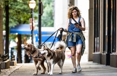 A young woman walks two dogs while looking at her phone.